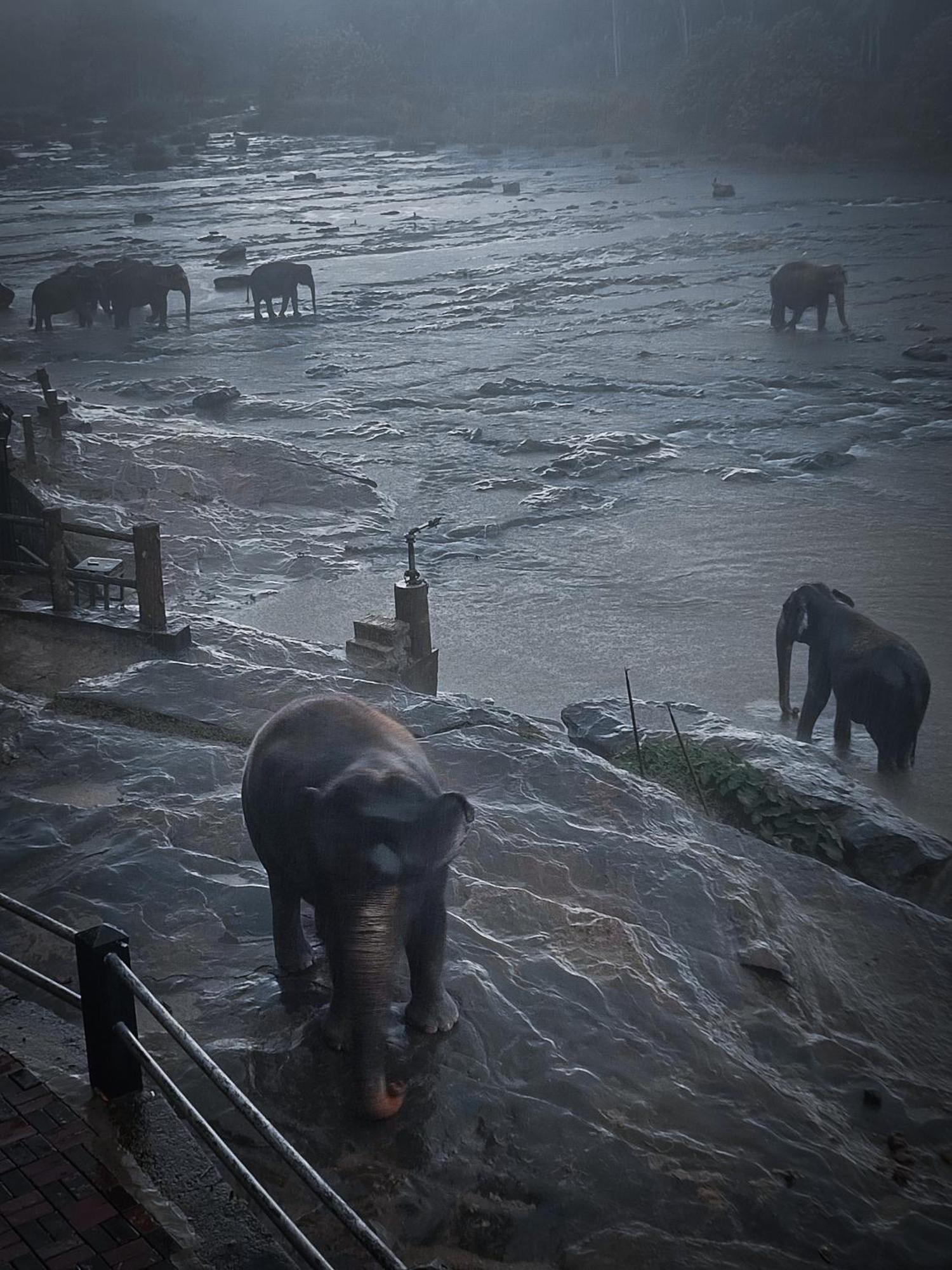 Hotel Elephant Park - New Deal! Half Off Airport Pickups Available Pinnawala  Buitenkant foto