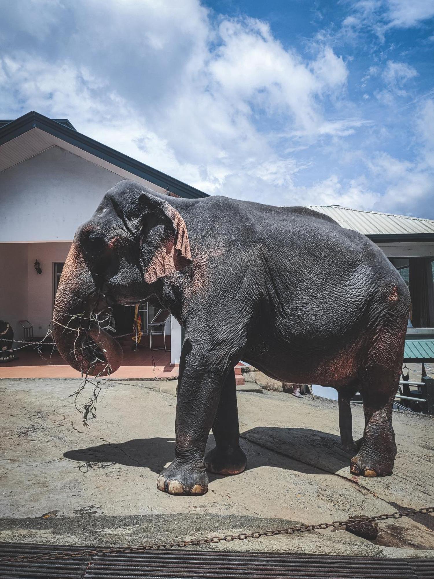 Hotel Elephant Park - New Deal! Half Off Airport Pickups Available Pinnawala  Buitenkant foto