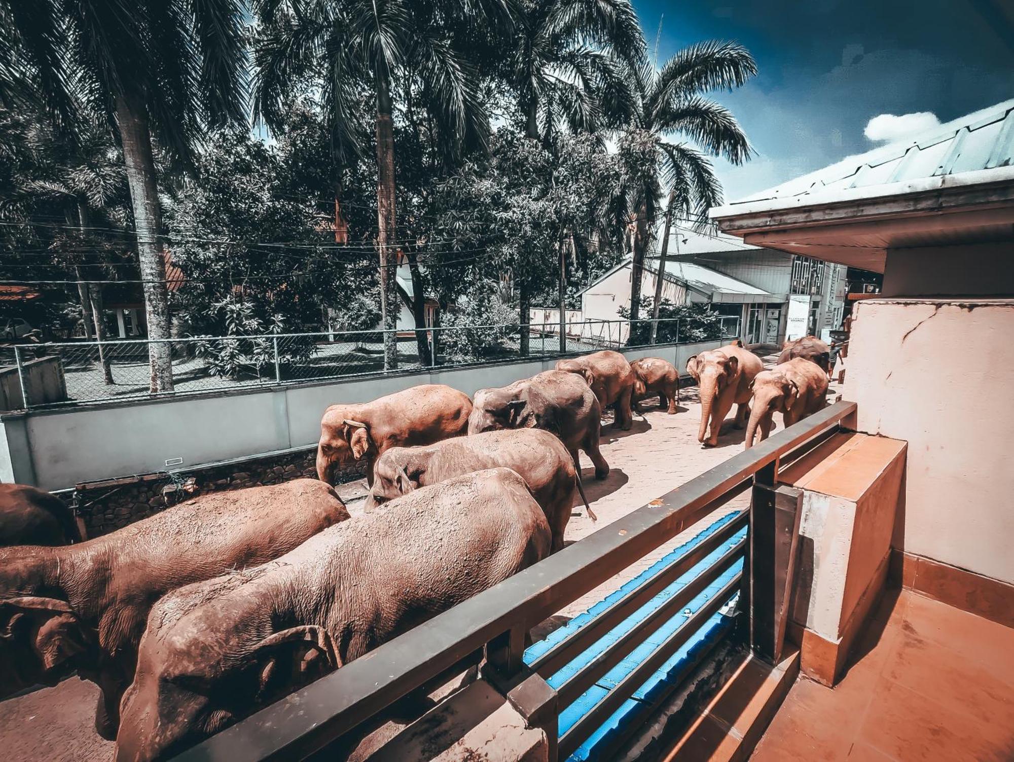 Hotel Elephant Park - New Deal! Half Off Airport Pickups Available Pinnawala  Buitenkant foto