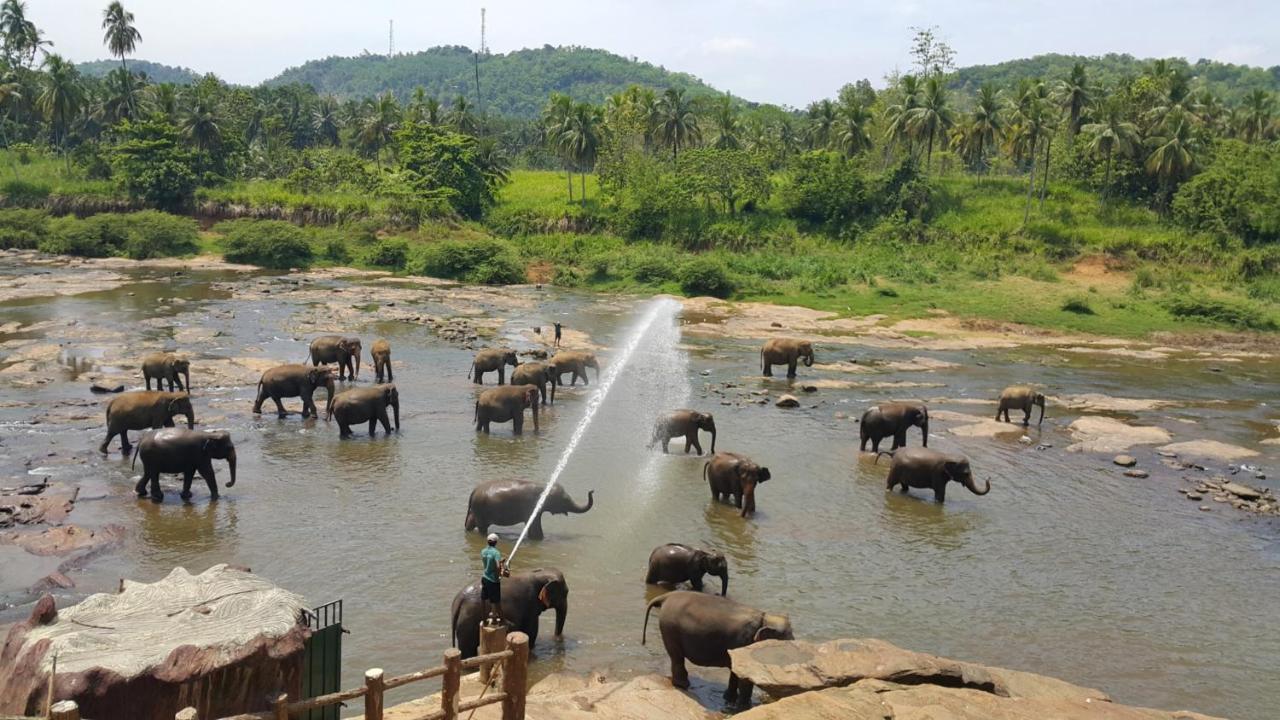 Hotel Elephant Park - New Deal! Half Off Airport Pickups Available Pinnawala  Buitenkant foto